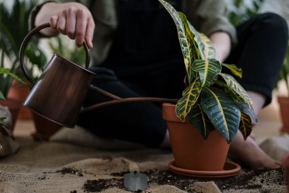 Gardening for Mental Health After 50